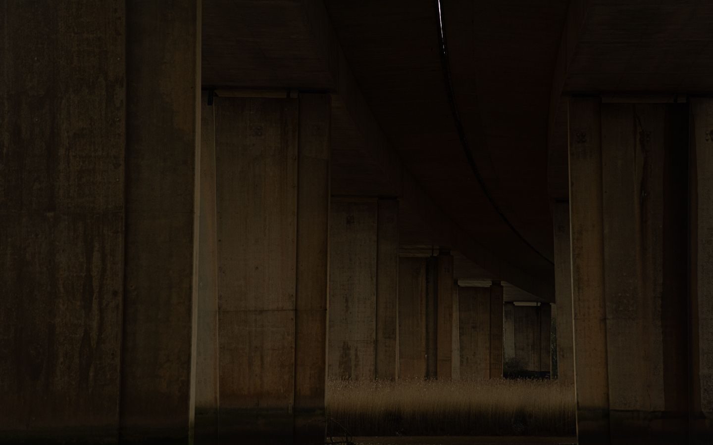 photo of a reed bed by a muddy river flowing under a large overpass road