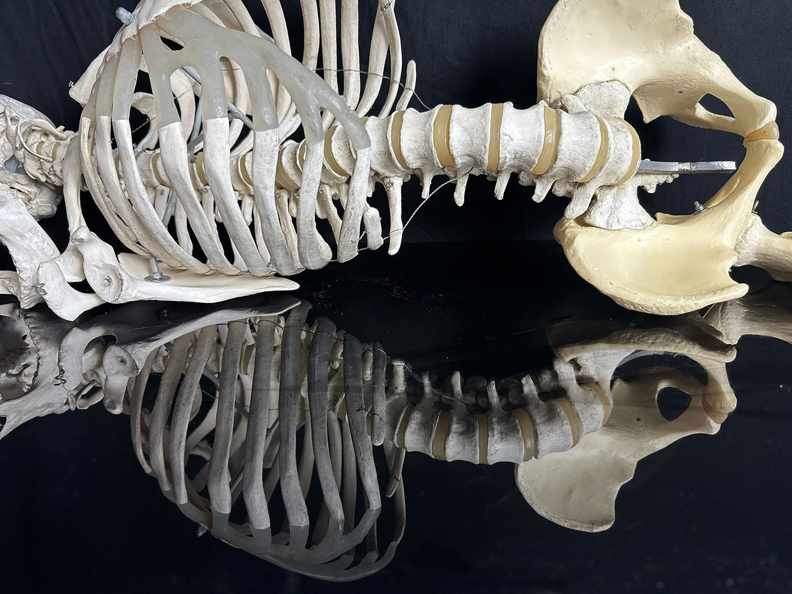 a photography of a skeleton reflected in black plastic