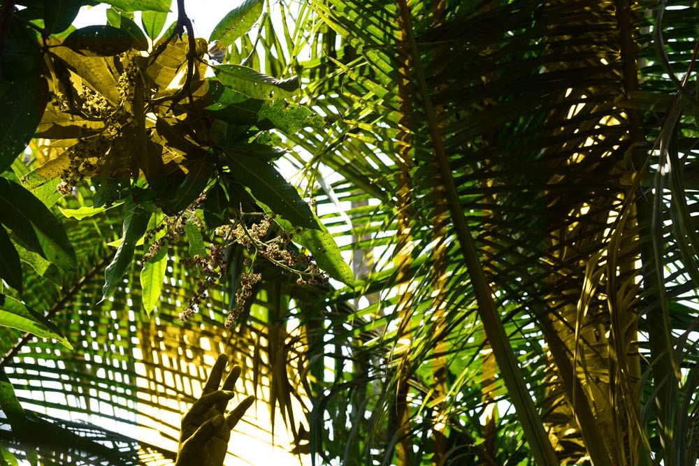Colour photograph of a hand reaching for the seeds from a wide leaf tree, Beautiful rich greens, with filter yellow squares on the hand, seeds and long thick lines to the right of the image. To look interesting.