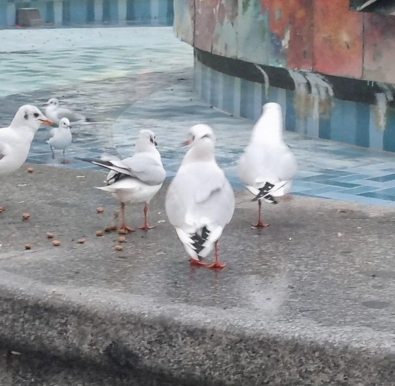picture of birs at a fountain