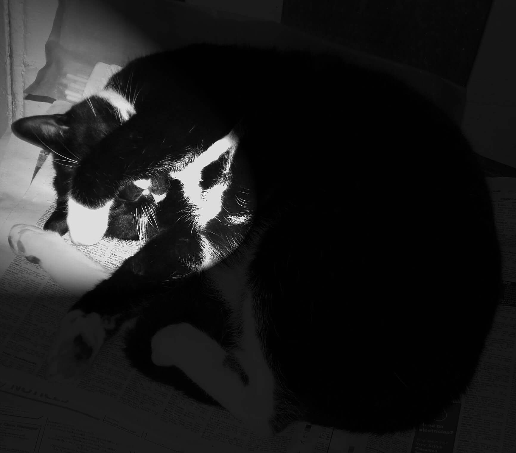 This is a photo of my cat, sitting on newspapers in front of the fire, waking as I come in.