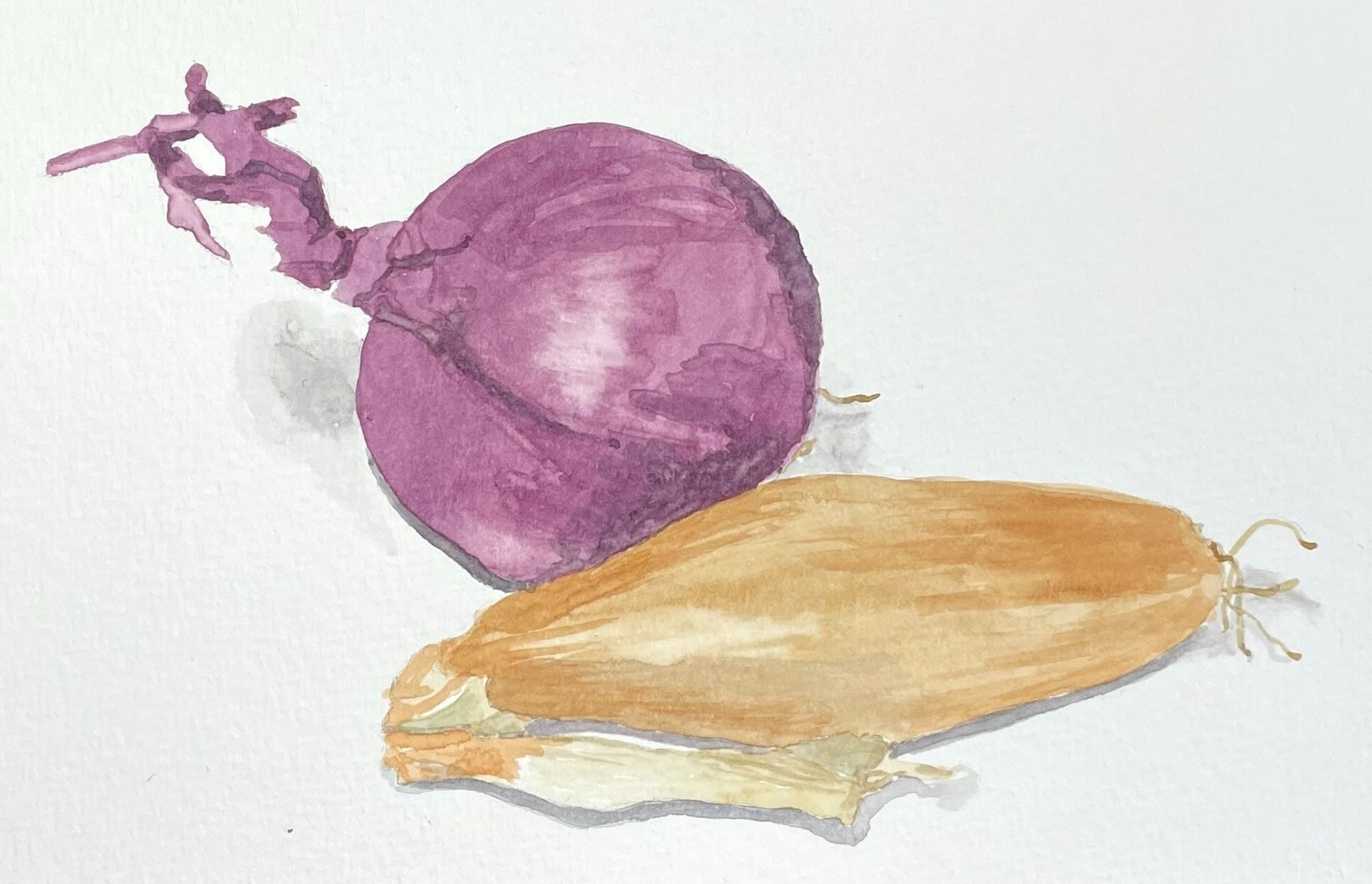 Watercolour sketch of a red onion and a banana shallot