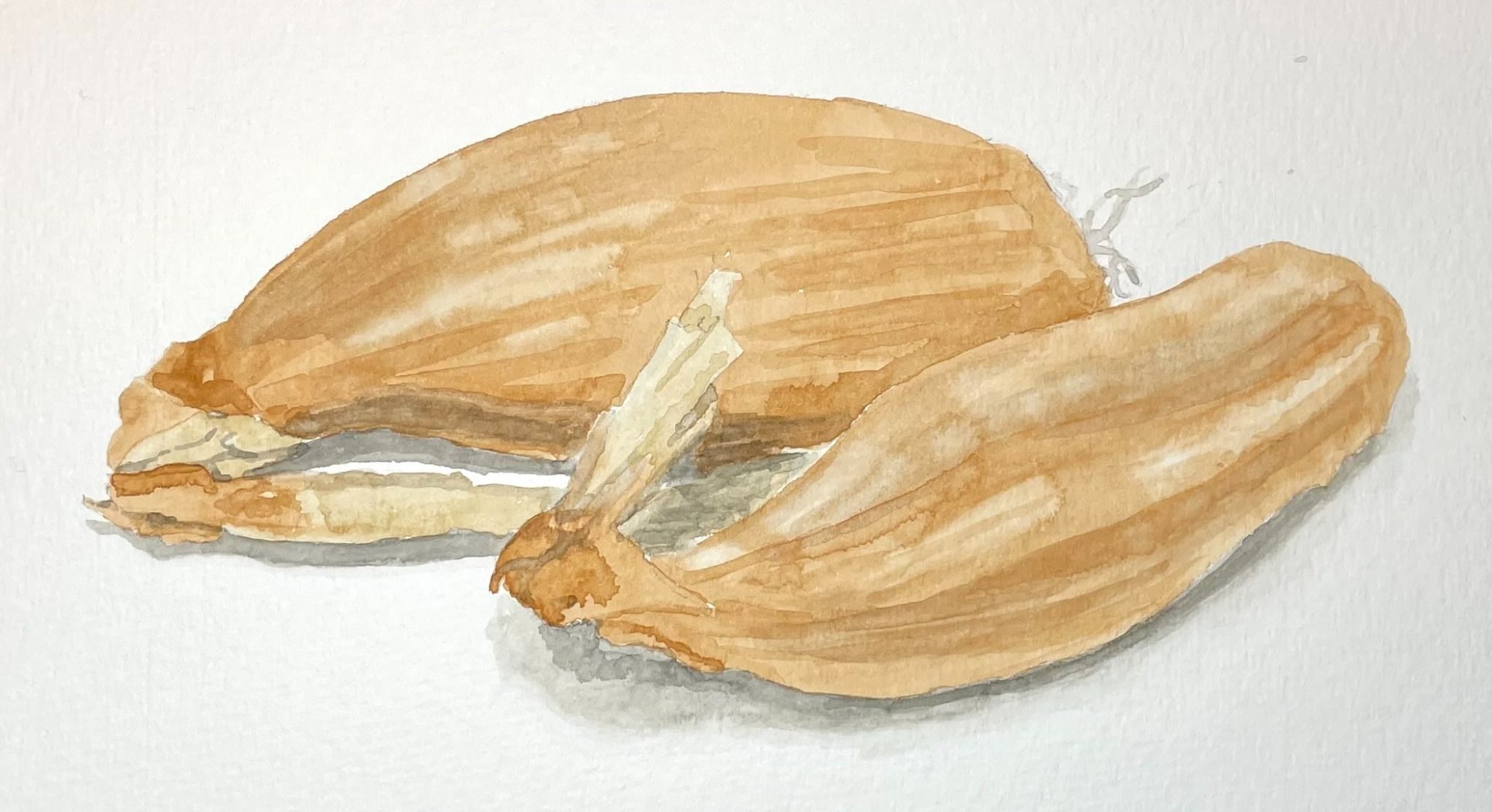 Watercolour sketch of two banana shallots