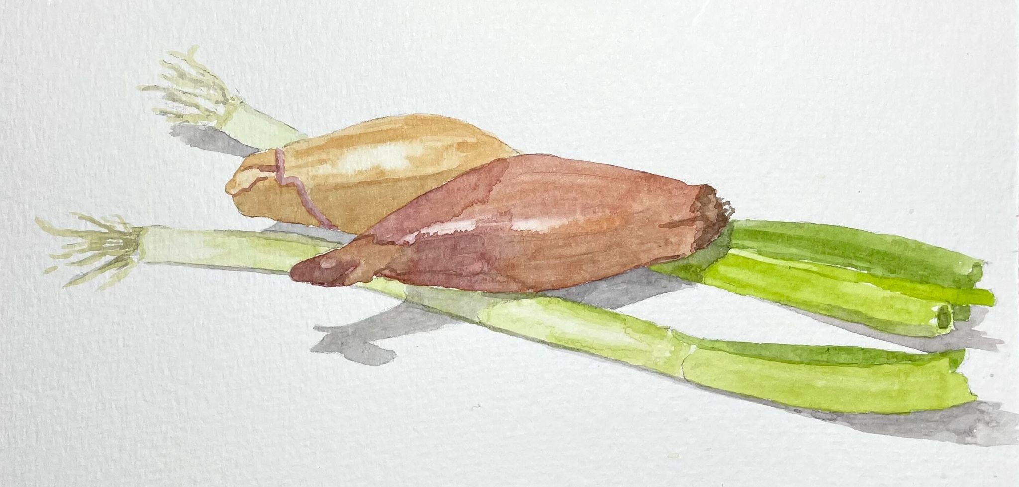 Watercolour sketch of two banana shallots and two spring onions