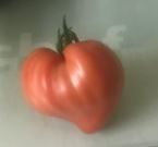 A heart shaped tomato