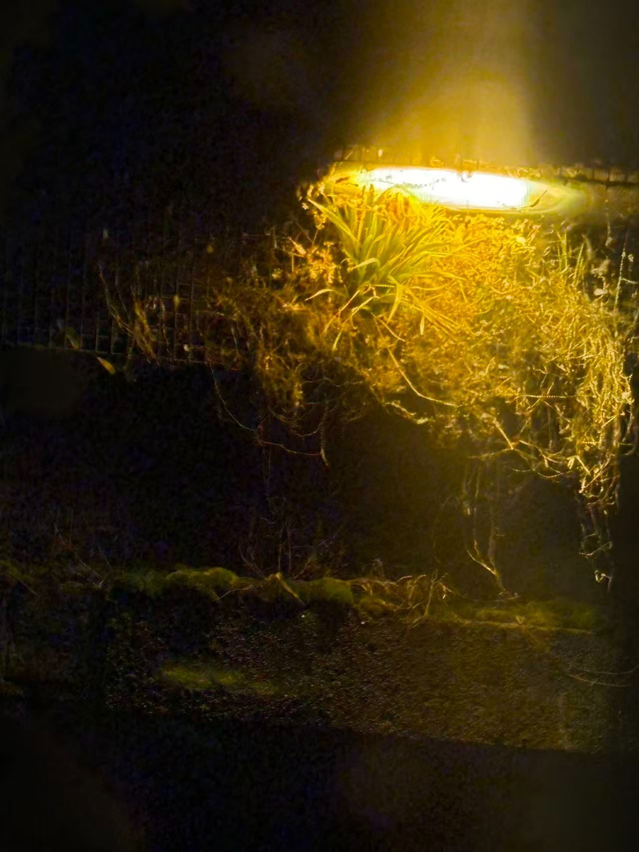 我看到一棵草在砖墙中长出，而正好有一个路灯照亮其存在，我为二者的依存而感动