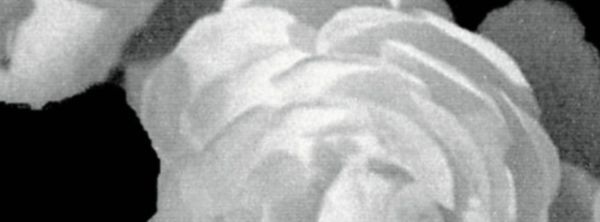 charlesmatthews
